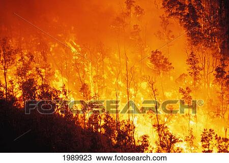 Stock Image - Hawaii, Big Island, Kilauea Volcano, Lava Flow Burning Ohia Forest Near Pu'u O'o Vent. Fotosearch