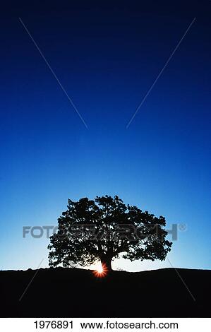 Stock Image - Hawaii, Big Island, Koa Tree On Slope Of Mauna Kea.. Fotosearch