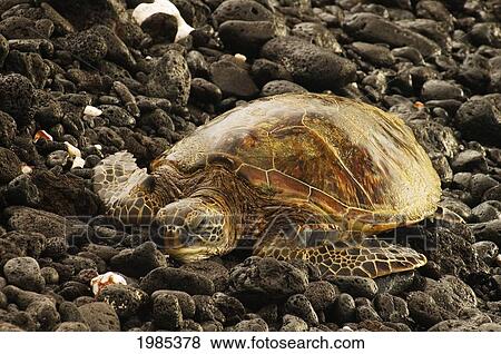 Stock Photo - Hawaii, Big Island, Kohala Coast, Four Seasons Hualalai, Green Sea Turtle Resting On Rocky Shore.. Fotosearch