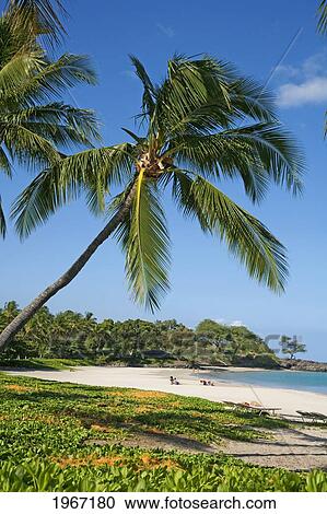 Stock Image - Hawaii, Big Island, Kohala Coast, Mauna Kea Resort, Mauna Kea Beach (Kauna'oa Beach).. Fotosearch