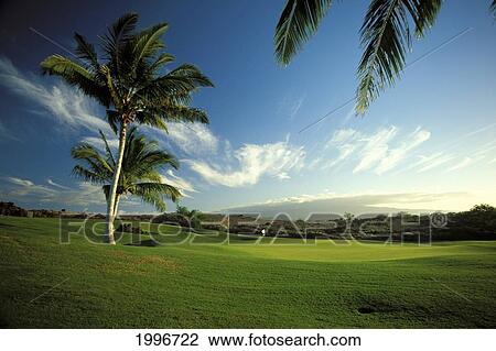 Hawaii, Big Island, Kohala Coast, Mauna Lani Resort Golf Course At Sunset, Flag In Distance Palms Golf Course View Large Photo Image Stock Image - Hawaii, Big Island, Kohala Coast, Mauna Lani Resort Golf Course At Sunset, Flag In Distance Palms Golf Course. Fotosearch