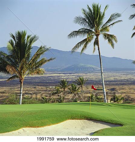 Stock Photo - Hawaii, Big Island, Kohala Coast, Mauna Kea Beach Resort Golf Course; Putting Green, Palm Trees, Mountain In Background. Fotosearch