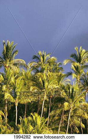 Hawaii, Big Island, Kohala Coast, Palm Tree, Coconuts, Dark Sky Above. View Large Photo Image Stock Image - Hawaii, Big Island, Kohala Coast, Palm Tree, Coconuts, Dark Sky Above.. Fotosearch