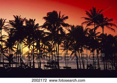 Hawaii, Big Island, Kohala Coast, Red Sunset, Orange Sky, Palms Silhouette View Large Photo Image Stock Image - Hawaii, Big Island, Kohala Coast, Red Sunset, Orange Sky, Palms Silhouette. Fotosearch