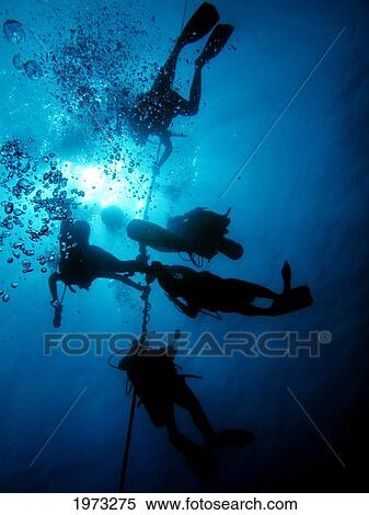 Stock Photography - Hawaii, Big Island, Kohala Coast, Scuba Divers On Line.. Fotosearch
