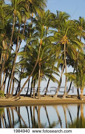 Hawaii, Big Island, Kohala Coast, Anaeho'omalu Bay, Grove Of Palm Trees Reflecting In Ku'uali'i Fishpond At Waikoloa Beach Resort. View Large Photo Image Stock Image - Hawaii, Big Island, Kohala Coast, Anaeho'omalu Bay, Grove Of Palm Trees Reflecting In Ku'uali'i Fishpond At Waikoloa Beach Resort.. Fotosearch