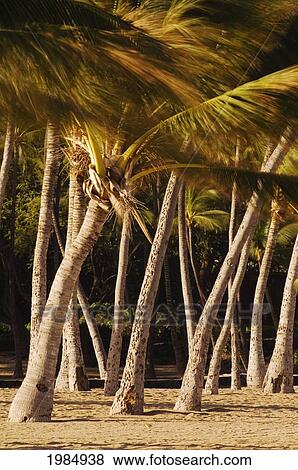Hawaii, Big Island, Kohala Coast, Anaeho'omalu Bay, Grove Of Coconut Palm Trees At Waikoloa Beach Resort. View Large Photo Image Stock Photo - Hawaii, Big Island, Kohala Coast, Anaeho'omalu Bay, Grove Of Coconut Palm Trees At Waikoloa Beach Resort.. Fotosearch