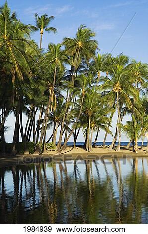 Hawaii, Big Island, Kohala Coast, Anaeho'omalu Bay, Grove Of Palm Trees Reflecting In Ku'uali'i Fishpond At Waikoloa Beach Resort. View Large Photo Image Stock Photo - Hawaii, Big Island, Kohala Coast, Anaeho'omalu Bay, Grove Of Palm Trees Reflecting In Ku'uali'i Fishpond At Waikoloa Beach Resort.. Fotosearch
