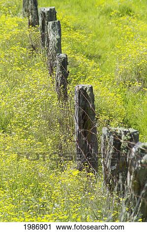 Hawaii, Big Island, Kohala Mountains, Parker Ranch, Field Of Yellow Wildflowers With A Fence Running Through It. View Large Photo Image Stock Image - Hawaii, Big Island, Kohala Mountains, Parker Ranch, Field Of Yellow Wildflowers With A Fence Running Through It.. Fotosearch