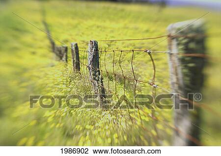 Stock Image - Hawaii, Big Island, Kohala Mountains, Parker Ranch, Field Of Yellow Wildflowers With A Fence Running Through It.. Fotosearch