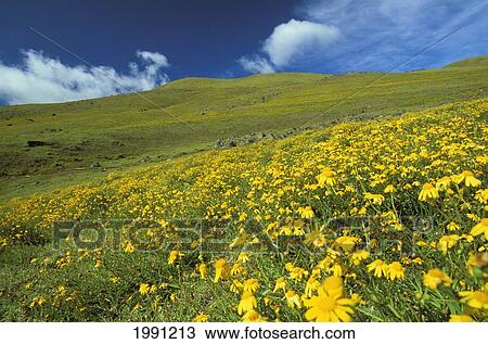 Stock Image - Hawaii, Big Island, Kohala Mountains, Parker Ranch, Yellow Wildflowers Vast Pasture.. Fotosearch