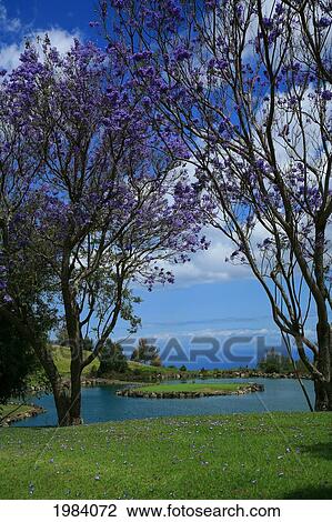 Hawaii, Big Island, Kona, Big Island Country Club, 17Th Hole In Middle Of Water Hazard, Ocean In Background. View Large Photo Image Stock Image - Hawaii, Big Island, Kona, Big Island Country Club, 17Th Hole In Middle Of Water Hazard, Ocean In Background.. Fotosearch