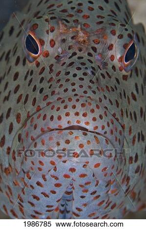 Hawaii, Big Island, Kona, Blackside Hawkfish (Paracirrites Forsteri) Or Po'o-Pa'a, Extreme Close-Up. View Large Photo Image Stock Photography - Hawaii, Big Island, Kona, Blackside Hawkfish (Paracirrites Forsteri) Or Po'o-Pa'a, Extreme Close-Up.. Fotosearch