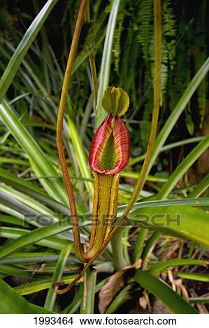 Picture - Hawaii, Big Island, Kona, Close-Up Of Carniverous Tropical Plant. Fotosearch