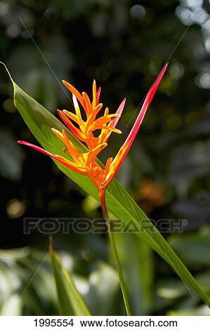 Hawaii, Big Island, Kona, Close-Up Of Red And Yellow Heliconia Flowers Against Green Leaves View Large Photo Image Picture - Hawaii, Big Island, Kona, Close-Up Of Red And Yellow Heliconia Flowers Against Green Leaves. Fotosearch