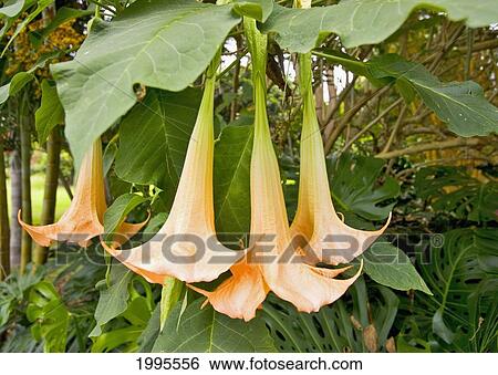 Stock Photograph - Hawaii, Big Island, Kona, Close-Up Of Angel's Trumpet Blossoms. Fotosearch