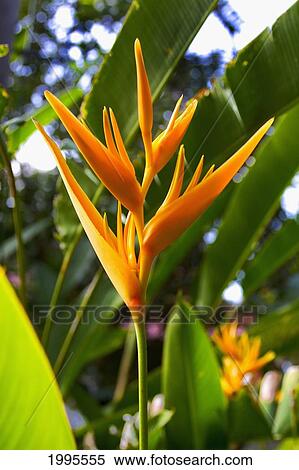 Hawaii, Big Island, Kona, Close-Up Of Red And Yellow Heliconia Flowers Against Green Leaves View Large Photo Image Stock Photography - Hawaii, Big Island, Kona, Close-Up Of Red And Yellow Heliconia Flowers Against Green Leaves. Fotosearch