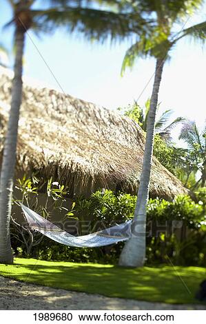 Hawaii, Big Island, Kona Coast, Kona Village Resort, Hammock Hanging Between Palm Trees. View Large Photo Image Stock Image - Hawaii, Big Island, Kona Coast, Kona Village Resort, Hammock Hanging Between Palm Trees.. Fotosearch