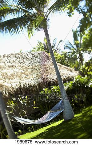 Stock Photo - Hawaii, Big Island, Kona Coast, Kona Village Resort, Hammock Hanging Between Palm Trees.. Fotosearch