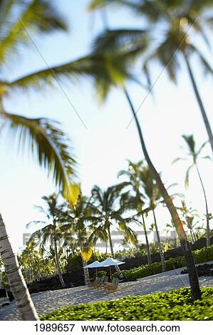 Stock Photo - Hawaii, Big Island, Kona Coast, Kukio Beach, Beach Chairs And Umbrellas Line The Shore.. Fotosearch