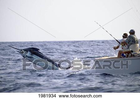 Hawaii, Big Island, Kona Coast, Pacific blue marlin jumps off stern of sportfishing boat. View Large Photo Image Picture - Hawaii, Big Island, Kona Coast, Pacific blue marlin jumps off stern of sportfishing boat.. Fotosearch