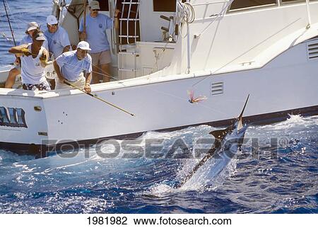 Hawaii, Big Island, Kona Coast, Pacific blue marlin jumps off stern of sportfishing boat View Large Photo Image Stock Image - Hawaii, Big Island, Kona Coast, Pacific blue marlin jumps off stern of sportfishing boat. Fotosearch