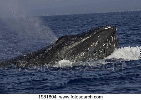 Picture - Hawaii, Big Island, Kona Coast, Humpback Whale (Megaptera Novaeangliae) Breaching And Spouting.. Fotosearch