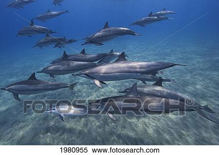 Stock Photography - Hawaii, Big Island, Kona Coast, Pod Of Spinner Dolphins [Stenella Longirostris] Swimming Underwater.. Fotosearch