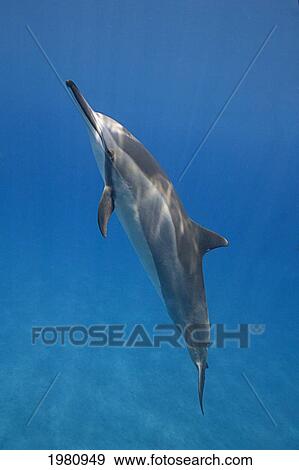 Stock Photo - Hawaii, Big Island, Kona Coast, Spinner Dolphin [Stenella Longirostris] Swimming Underwater.. Fotosearch