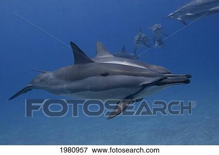 Stock Photo - Hawaii, Big Island, Kona Coast, Spinner Dolphins [Stenella Longirostris] Swimming Underwater.. Fotosearch