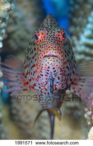 Stock Image - Hawaii, Big Island, Kona Coast, Stocky Hawkfish (Cirrhitus Pinnulatus) In Coral, Po'o-Pa'a [For Use Up To 13X20 Only]. Fotosearch