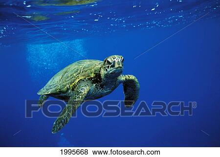 Stock Photo - Hawaii, Big Island, Kona, Green Sea Turtle (Chelonia Mydas) Swimming Near Surface, Clear Blue Water. Fotosearch