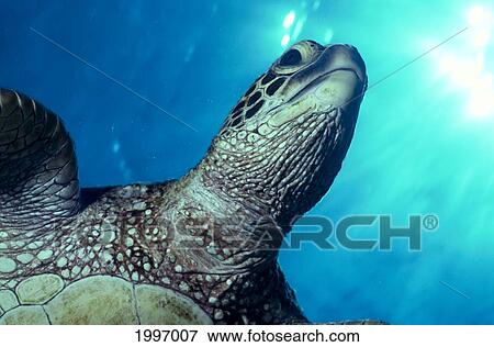 Hawaii, Big Island, Kona, Green Sea Turtle Free Swimming, Close-Up Of Head Sunburst A77F View Large Photo Image Stock Photo - Hawaii, Big Island, Kona, Green Sea Turtle Free Swimming, Close-Up Of Head Sunburst A77F. Fotosearch