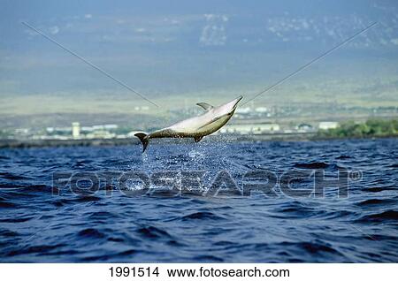 Picture - Hawaii, Big Island, Kona, Hawaiian Long-Snouted Spinner Dolphin Leaping In The Air. [For Use Up To 13X20 Only]. Fotosearch