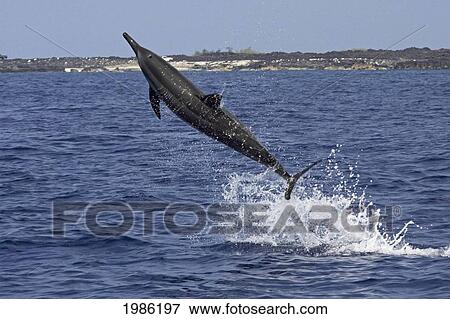 Stock Photo - Hawaii, Big Island, Kona, Hawaiian Long-Snouted Spinner Dolphin (Stenella Longirostris) Leaping In The Air.. Fotosearch