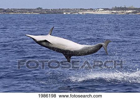 Stock Photo - Hawaii, Big Island, Kona, Hawaiian Long-Snouted Spinner Dolphin (Stenella Longirostris) Leaping In The Air.. Fotosearch