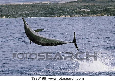 Hawaii, Big Island, Kona, Hawaiian Long-Snouted Spinner Dolphin (Stenella Longirostris) Leaping In The Air. View Large Photo Image Stock Photo - Hawaii, Big Island, Kona, Hawaiian Long-Snouted Spinner Dolphin (Stenella Longirostris) Leaping In The Air.. Fotosearch