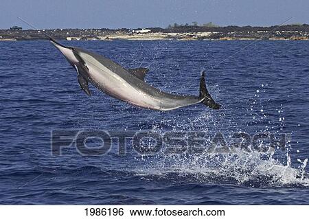Stock Photograph - Hawaii, Big Island, Kona, Hawaiian Long-Snouted Spinner Dolphin (Stenella Longirostris) Leaping In The Air.. Fotosearch