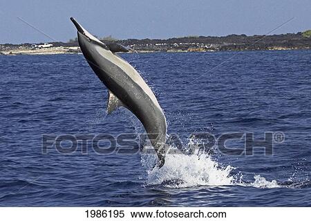 Hawaii, Big Island, Kona, Hawaiian Long-Snouted Spinner Dolphin (Stenella Longirostris) Leaping In The Air. View Large Photo Image Stock Photography - Hawaii, Big Island, Kona, Hawaiian Long-Snouted Spinner Dolphin (Stenella Longirostris) Leaping In The Air.. Fotosearch
