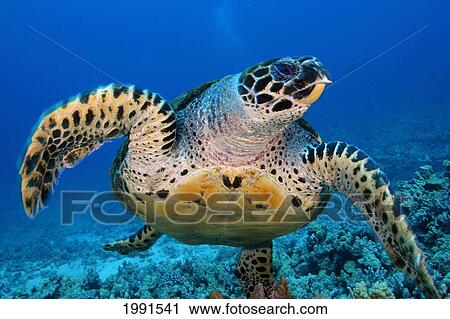 Stock Image - Hawaii, Big Island, Kona, Hawk's Bill Turtle [For Use Up To 13X20 Only]. Fotosearch