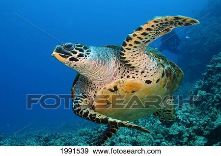 Stock Photo - Hawaii, Big Island, Kona, Hawk's Bill Turtle [For Use Up To 13X20 Only]. Fotosearch