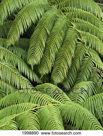Stock Image - Hawaii, Big Island, Kona, Hualalai, Fern Fronds. Fotosearch