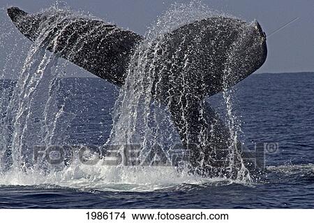 Hawaii, Big Island, Kona, Humpback Whale (Megaptera Novaeangliae) Fluking. View Large Photo Image Picture - Hawaii, Big Island, Kona, Humpback Whale (Megaptera Novaeangliae) Fluking.. Fotosearch