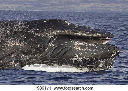 Hawaii, Big Island, Kona, Humpback Whale (Megaptera Novaeangliae) Lunging Above Surface, Showing Baleen. View Large Photo Image Stock Image - Hawaii, Big Island, Kona, Humpback Whale (Megaptera Novaeangliae) Lunging Above Surface, Showing Baleen.. Fotosearch