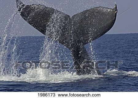 Stock Image - Hawaii, Big Island, Kona, Humpback Whale (Megaptera Novaeangliae) Fluking.. Fotosearch