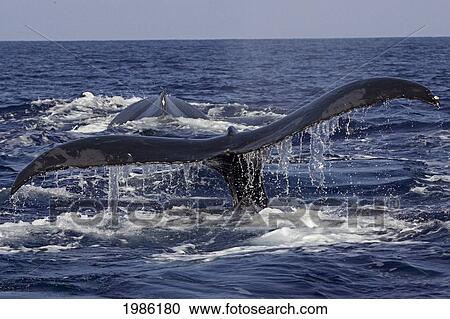 Hawaii, Big Island, Kona, Humpback Whale (Megaptera Novaeangliae) Fluking. View Large Photo Image Stock Image - Hawaii, Big Island, Kona, Humpback Whale (Megaptera Novaeangliae) Fluking.. Fotosearch