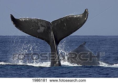 Stock Image - Hawaii, Big Island, Kona, Humpback Whale (Megaptera Novaeangliae) Fluking.. Fotosearch