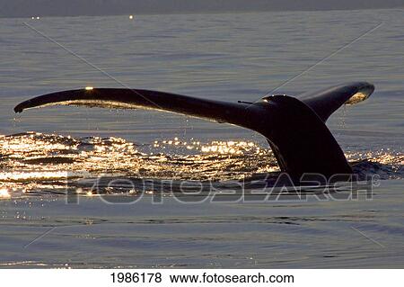 Stock Photo - Hawaii, Big Island, Kona, Humpback Whale (Megaptera Novaeangliae) Fluking At Sunset.. Fotosearch