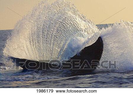 Stock Photo - Hawaii, Big Island, Kona, Humpback Whale (Megaptera Novaeangliae) Fluking With A Dramatic Fan Of Water.. Fotosearch