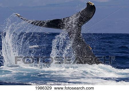 Stock Photo - Hawaii, Big Island, Kona, Humpback Whale (Megaptera Novaeangliae) Fluking.. Fotosearch